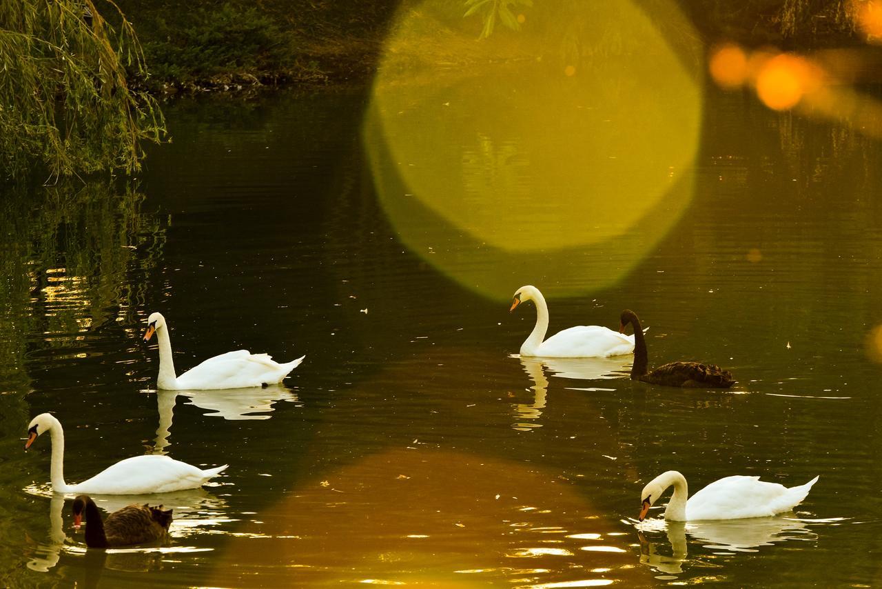 Lacul Verde Resort Плоешти Экстерьер фото